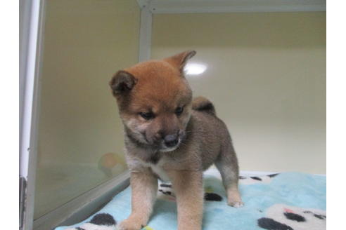 成約済の岡山県の柴犬-111588の3枚目