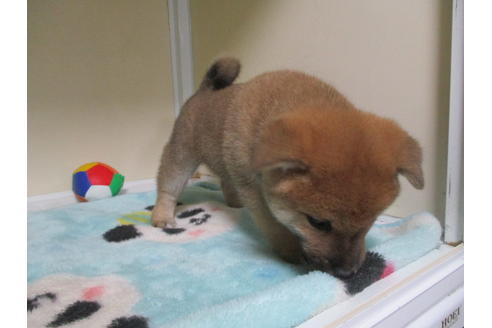 成約済の岡山県の柴犬-111589の4枚目