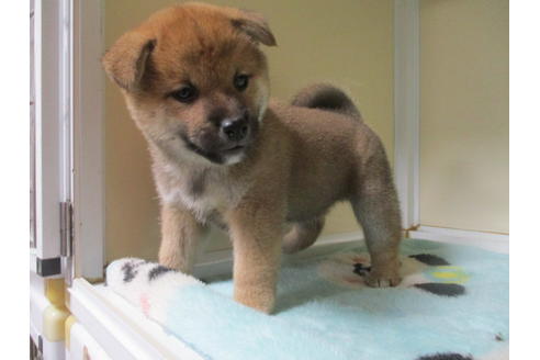 成約済の岡山県の柴犬-111589の3枚目