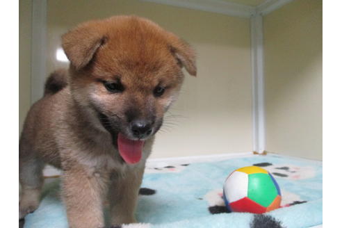 成約済の岡山県の柴犬-111589の2枚目