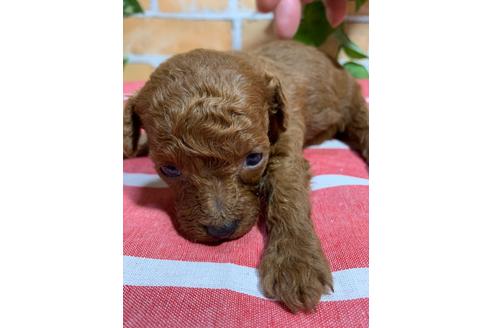 成約済の福岡県のトイプードル-111597の2枚目