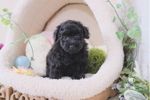 成約済の滋賀県のトイプードル-111635の1枚目