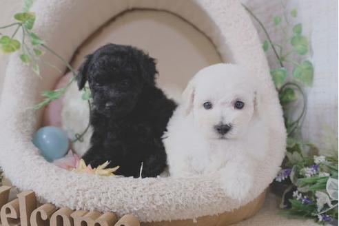 成約済の滋賀県のトイプードル-111635の2枚目