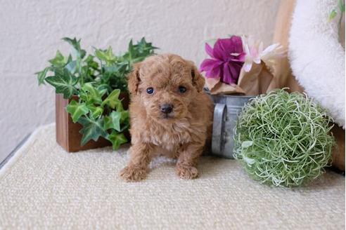 成約済の滋賀県のトイプードル-111636の1枚目