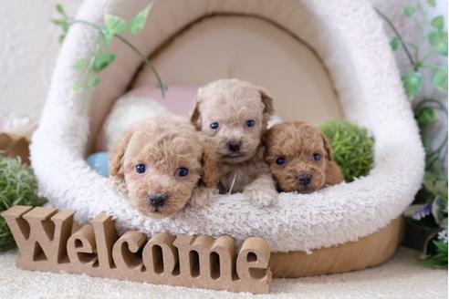 成約済の滋賀県のトイプードル-111636の2枚目