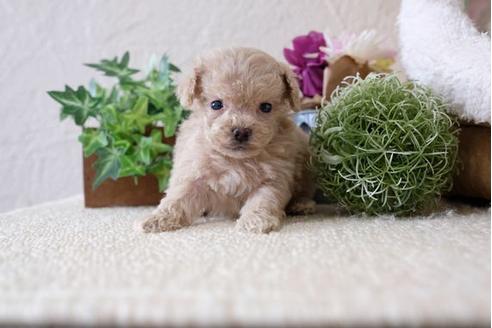 成約済の滋賀県のトイプードル-111643