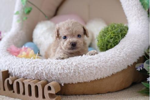 成約済の滋賀県のトイプードル-111643の3枚目