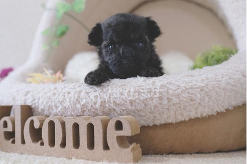 成約済の滋賀県のトイプードル-111651の1枚目