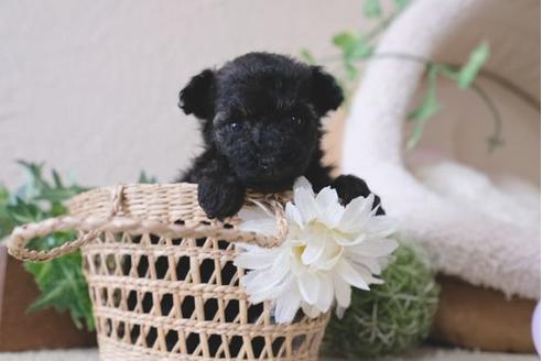 成約済の滋賀県のトイプードル-111651の3枚目