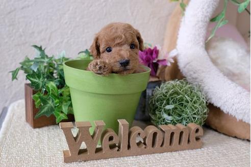 成約済の滋賀県のトイプードル-111654の3枚目