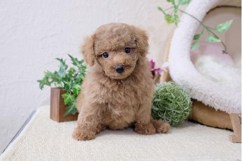 成約済の滋賀県のトイプードル-110236