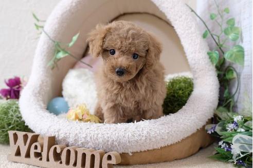 成約済の滋賀県のトイプードル-110236の5枚目