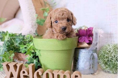 成約済の滋賀県のトイプードル-110236の3枚目