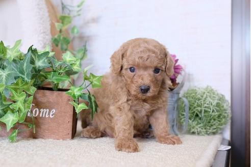 成約済の滋賀県のトイプードル-110236の2枚目