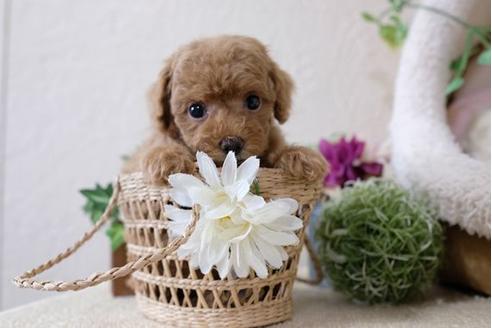 成約済の滋賀県のトイプードル-110237