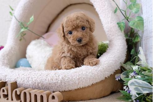 成約済の滋賀県のトイプードル-110237の5枚目