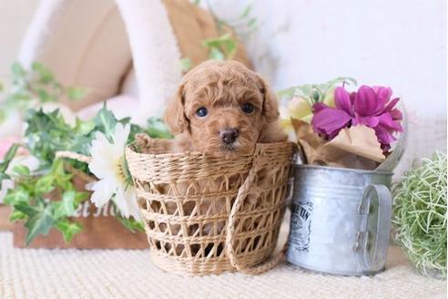 成約済の滋賀県のトイプードル-110237の3枚目