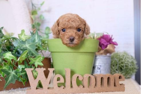 成約済の滋賀県のトイプードル-110237の2枚目