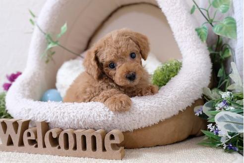 成約済の滋賀県のトイプードル-110238