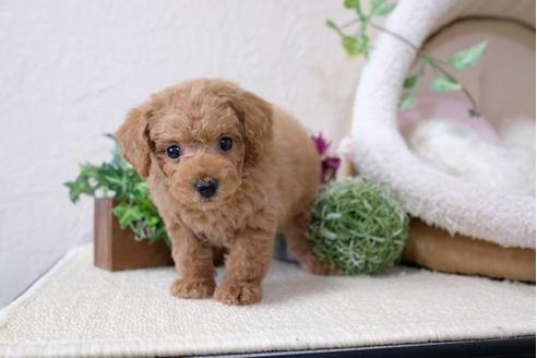 成約済の滋賀県のトイプードル-110238の5枚目