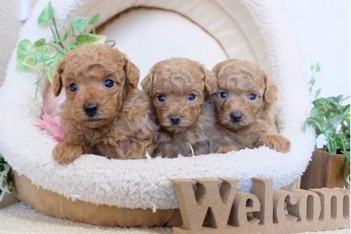 成約済の滋賀県のトイプードル-110238の4枚目