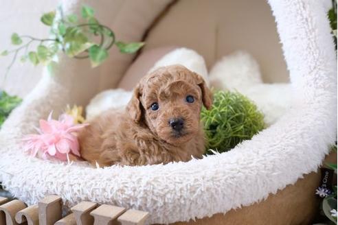 成約済の滋賀県のトイプードル-110238の3枚目