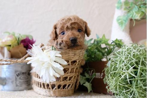 成約済の滋賀県のトイプードル-110238の2枚目