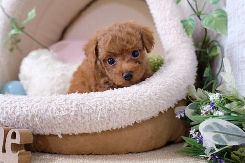 成約済の滋賀県のトイプードル-110244