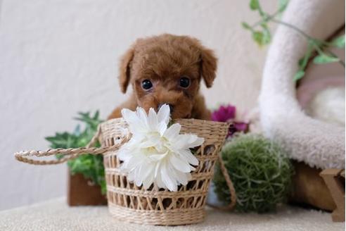 成約済の滋賀県のトイプードル-110244の5枚目