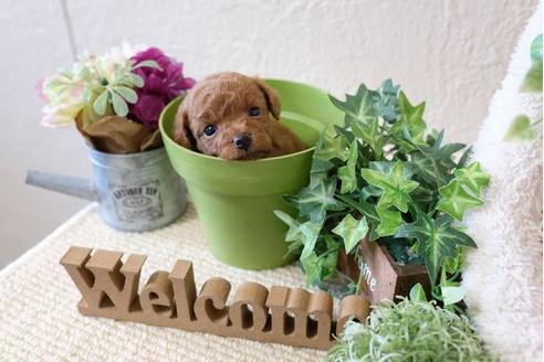 成約済の滋賀県のトイプードル-110244の3枚目