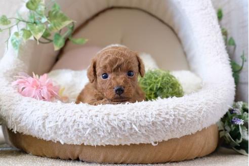 成約済の滋賀県のトイプードル-110244の2枚目