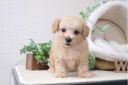 成約済の滋賀県のトイプードル-110246の1枚目