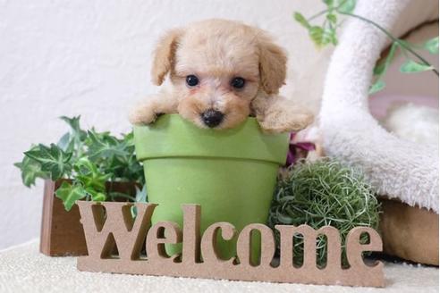 成約済の滋賀県のトイプードル-110246の5枚目