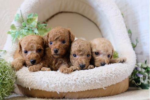 成約済の滋賀県のトイプードル-110246の4枚目