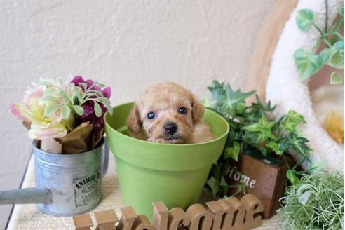 成約済の滋賀県のトイプードル-110246の3枚目