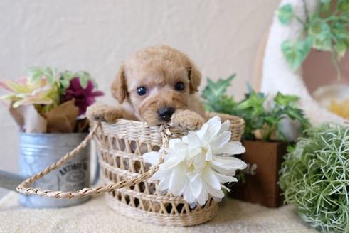 成約済の滋賀県のトイプードル-110246の2枚目