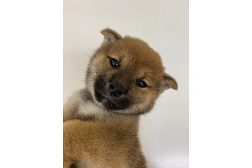 成約済の北海道の柴犬-111685の5枚目