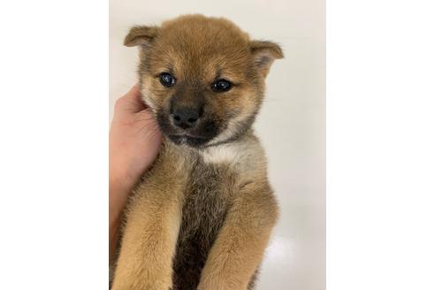 成約済の北海道の柴犬-111685の4枚目