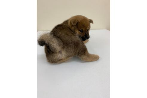 成約済の北海道の柴犬-111685の3枚目