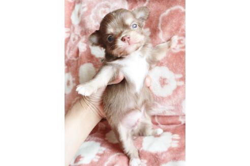 成約済の北海道のミックス犬-109917の5枚目