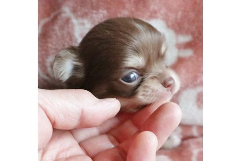 成約済の北海道のミックス犬-109917の1枚目