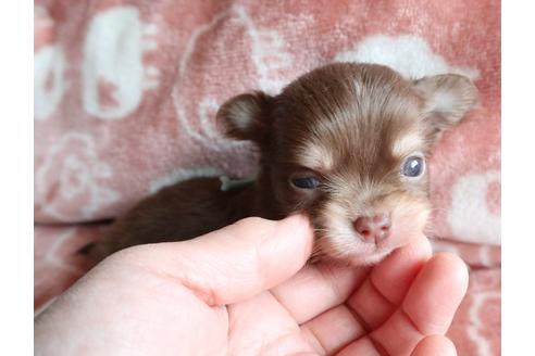 成約済の北海道のミックス犬-109917の3枚目