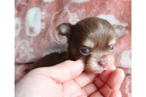 成約済の北海道のミックス犬-109917の2枚目