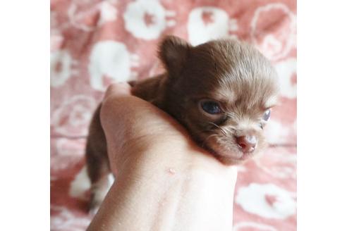 成約済の北海道のミックス犬-109914の3枚目