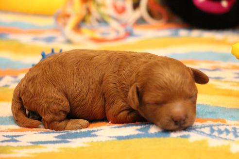 成約済の愛知県のトイプードル-111274の29枚目