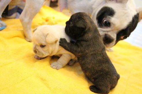 成約済の愛知県のフレンチブルドッグ-110440の27枚目