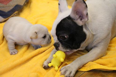 成約済の愛知県のフレンチブルドッグ-110439の23枚目