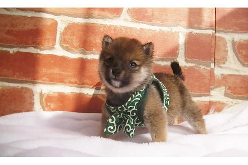 成約済の福岡県の豆柴-111726の11枚目