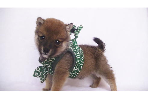 成約済の福岡県の豆柴-111726の10枚目