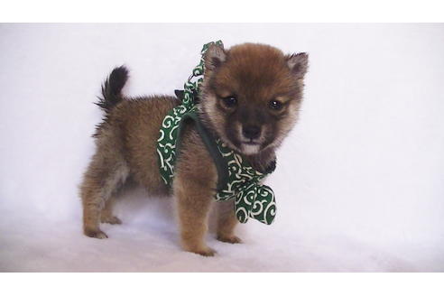 成約済の福岡県の豆柴-111726の9枚目